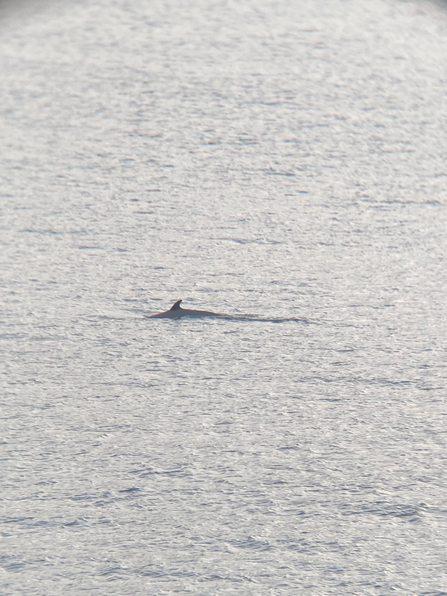 Balaenoptera acutorostrata
