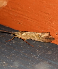 Nemotaulius hostilis