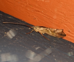 Nemotaulius hostilis