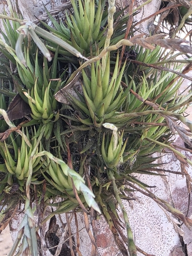 Tillandsia loliacea, photograph 5