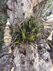 Tillandsia loliacea, photograph (c) Marcello Mastroianni Albuquerque Araújo, some rights reserved (CC BY)