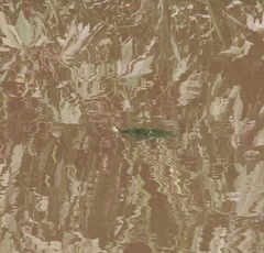 Trachemys scripta elegans