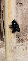 Xylocopa nasalis