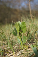 Vicia narbonensis