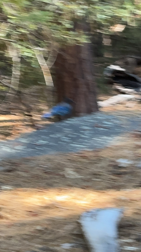 iNaturalist observation photo of Steller's Jay