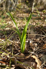 Colchicum umbrosum