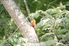 Dendrocolaptes picumnus