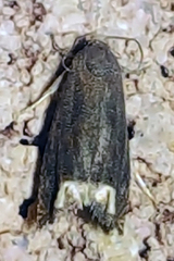 Epiblema strenuana