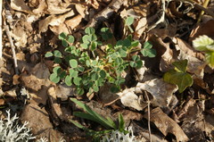 Trifolium caucasicum