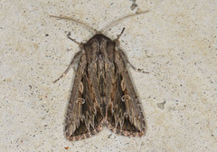 Persectania dyscrita