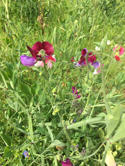 Lathyrus odoratus