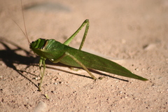 Stilpnochlora incisa
