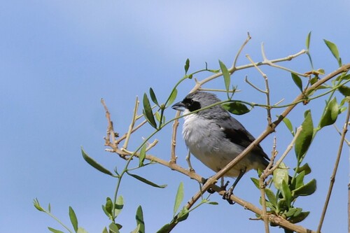 Shrike-like Tanager (Neothraupis fasciata), photo 7
