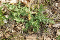Echinops sphaerocephalus