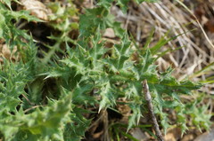 Echinops sphaerocephalus