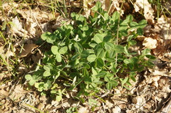 Trifolium pratense