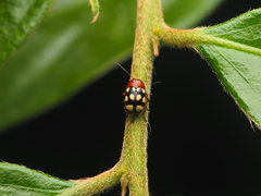 Cryptocephalus luteosignatus