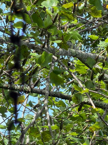 Carolina Chickadee