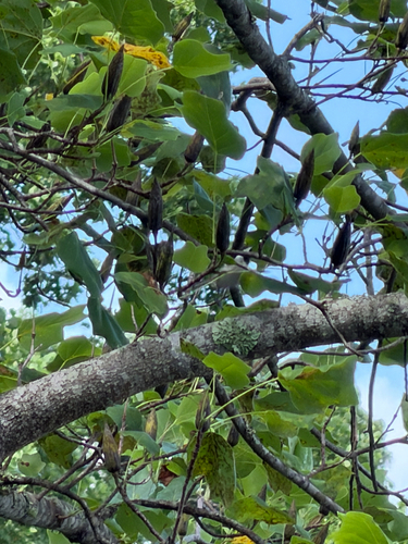 American tuliptree
