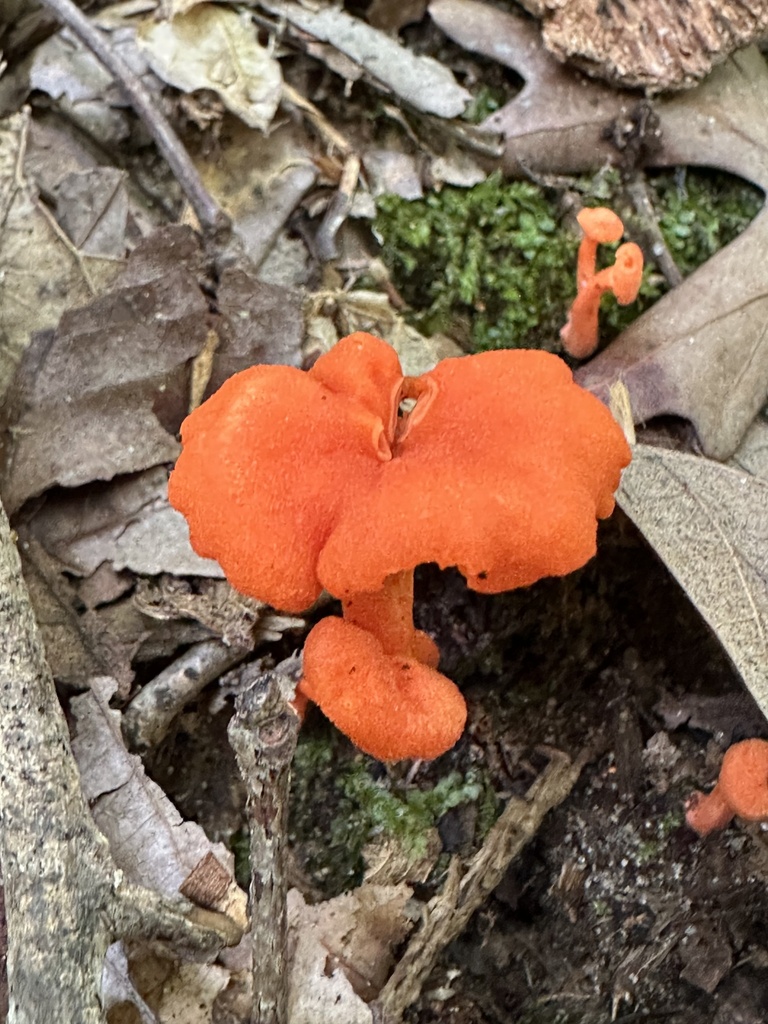 Red Chanterelle · July 2026 · photo: Photo: (c) Tim, some rights reserved (CC BY) · iNaturalist