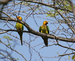 Eupsittula pertinax pertinax