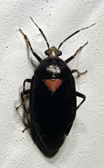 Deraeocoris sayi