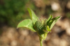 Trifolium pratense