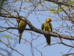 Eupsittula pertinax pertinax