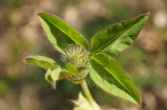 Trifolium pratense