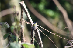 Myioborus brunniceps