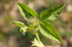 Trifolium pratense
