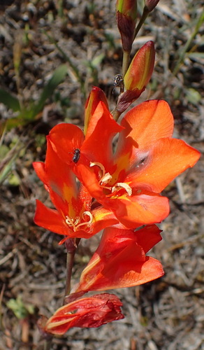 Tritonia crocata, photograph 6