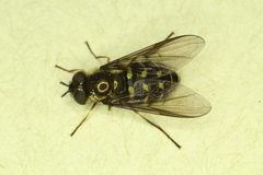 Dasysyrphus intrudens