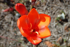 Tritonia crocata