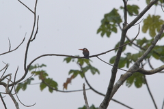 Galbalcyrhynchus leucotis