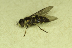 Dasysyrphus intrudens