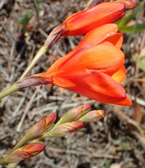 Tritonia crocata, photograph (c) Nicola van Berkel, some rights reserved (CC BY-SA)