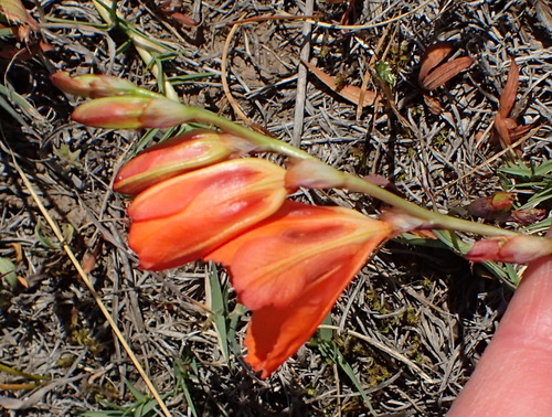 Tritonia crocata, photograph 2