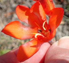 Tritonia crocata, photograph (c) Nicola van Berkel, some rights reserved (CC BY-SA)