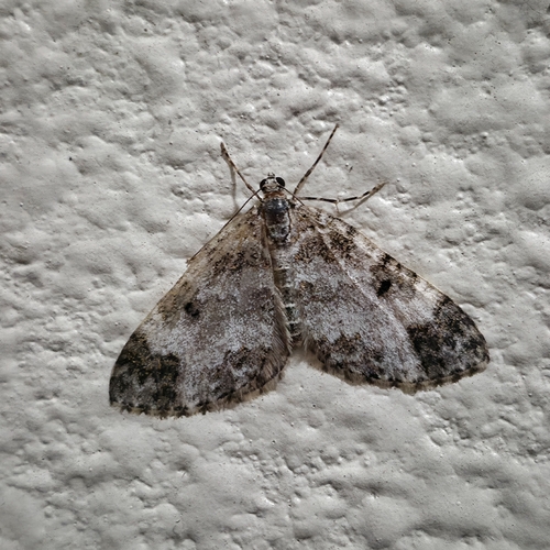 iNaturalist observation photo of July Highflyer Moth