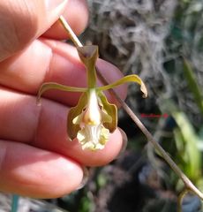 Encyclia adenocarpa