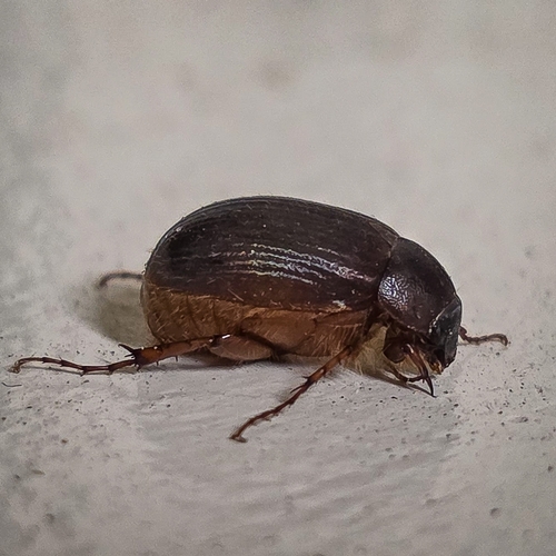 iNaturalist observation photo of Serica anthracina