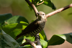 Chrysococcyx minutillus