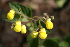 Calceolaria elatior
