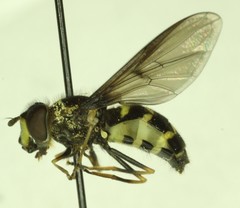 Dasysyrphus intrudens