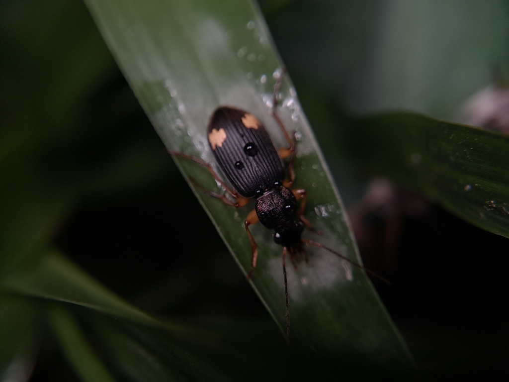 Chlaenius bioculatus