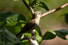 Chrysococcyx minutillus