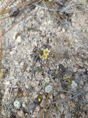 Leptosiphon lemmonii