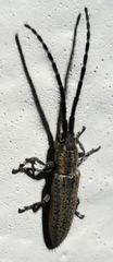 Dorcasta cinerea