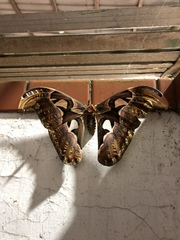Attacus atlas formosanus